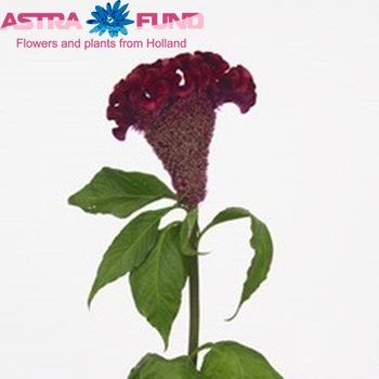Celosia  Bombay Bordeaux zdjęcie