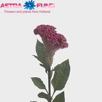 Celosia  'Bombay Firosa' zdjęcie
