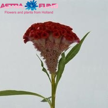 Celosia  'Bombay Orange' zdjęcie