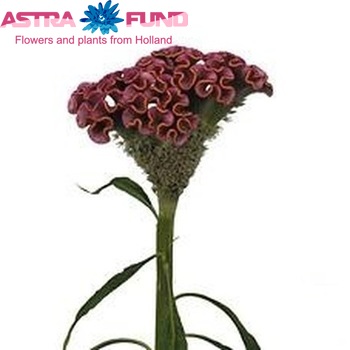 Celosia  'Bombay Pink' zdjęcie
