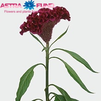 Celosia  'Bombay Purple' zdjęcie