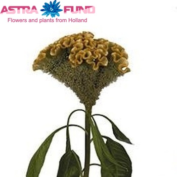 Celosia  'Bombay Yellow' zdjęcie