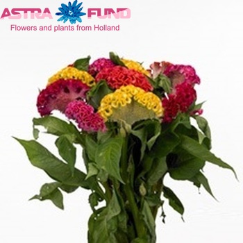 Celosia argentea (Crisgrp) Act gemengd in fust photo