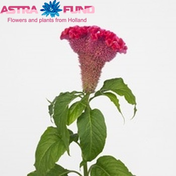 Celosia argentea (Cristata Grp) Bombay Candy photo