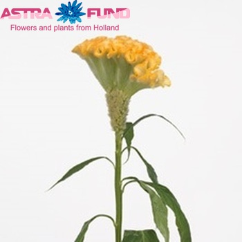 Celosia argentea (Cristata Grp) Bombay Cream photo
