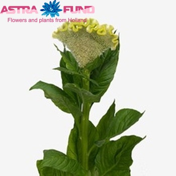 Celosia argentea (Cristata Grp) 'Bombay Filemon' photo