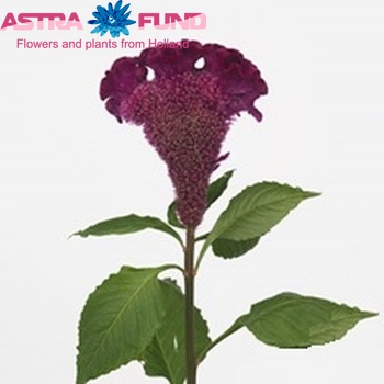 Celosia argentea (Cristata Grp) Bombay Fivio photo