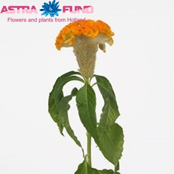 Celosia argentea (Cristata Grp) Bombay Sunshine photo