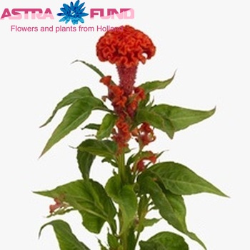 Celosia argentea (Cristata Grp) 'Captain Dark Orange' photo