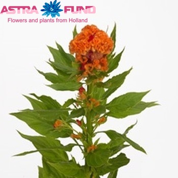 Celosia argentea (Cristata Grp) 'Captain Light Orange' фото