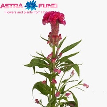 Celosia argentea (Cristata Grp) 'Captain Rose' фото