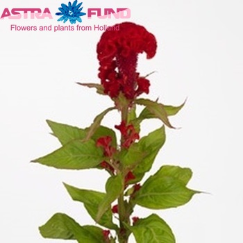 Celosia argentea (Cristata Grp) 'Captain Scarlet' фото