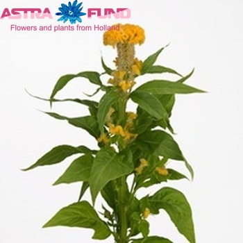 Celosia argentea (Cristata Grp) 'Captain Yellow' фото