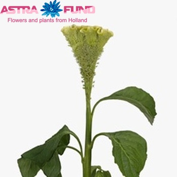 Celosia argentea (Cristata Grp) 'Moonlight' фото