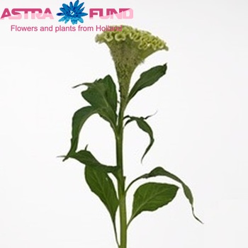 Celosia argentea (Cristata Grp) 'Rio Blanco' фото