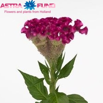 Celosia argentea (Cristata Grp) 'Turbo Lilac-Rose' zdjęcie