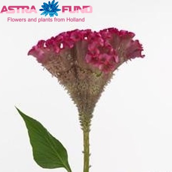 Celosia argentea (Cristata Grp) 'Turbo Rose' zdjęcie