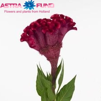 Celosia argentea (Cristata Grp) 'Turbo Scarlet' zdjęcie