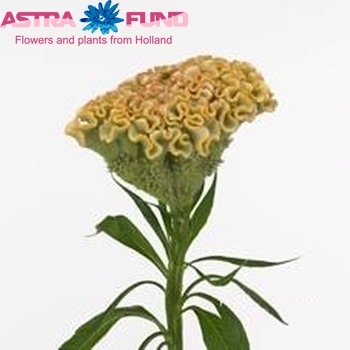 Celosia argentea (Cristata Grp) 'Turbo Vanille' zdjęcie