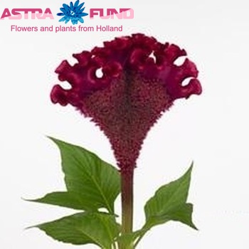 Celosia argentea (Cristata Grp) 'Turbo Wine-Red' zdjęcie