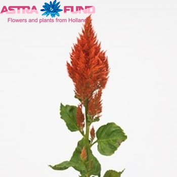 Celosia argentea (Plumosa Grp) Sunday Bronze zdjęcie
