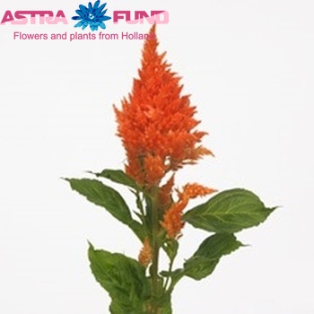Celosia argentea (Plumosa Grp) Sunday Orange zdjęcie
