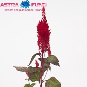 Celosia argentea (Plumosa Grp) Sunday Red zdjęcie