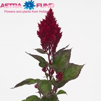 Celosia argentea (plumosa grp) Sunday Winered zdjęcie
