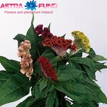 Celosia argentea Cristata Grp gemengd фото