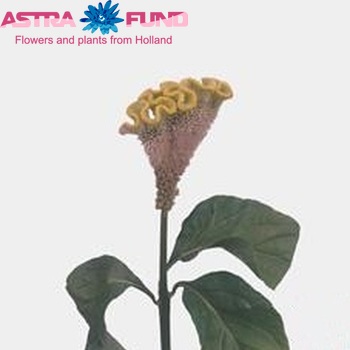 Celosia argentea Cristata Grp 'Spring Green' zdjęcie