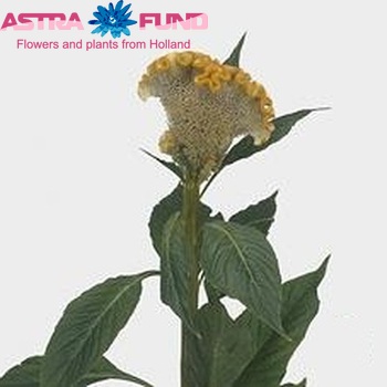 Celosia 'Bombay Figo' zdjęcie