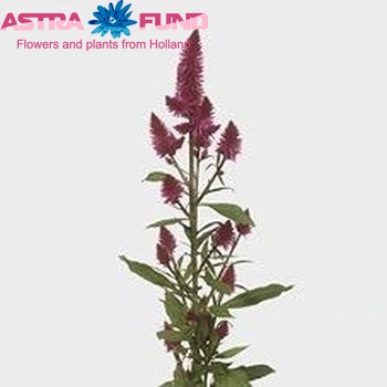 Celosia Caracas zdjęcie