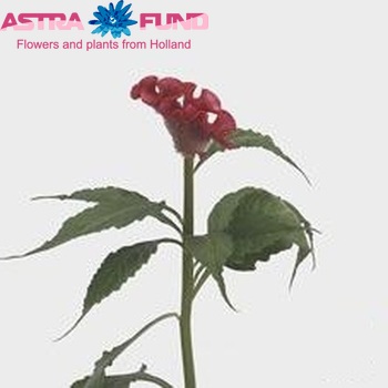 Celosia Cristata Grp 'Act Enda' fotografija