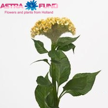 Celosia Cristata Grp 'Act Inca' fotografija