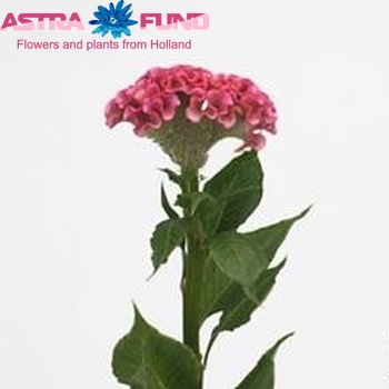 Celosia Cristata Grp 'Act Rima' fotografija