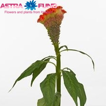 Celosia Cristata Grp 'Angelique' фото