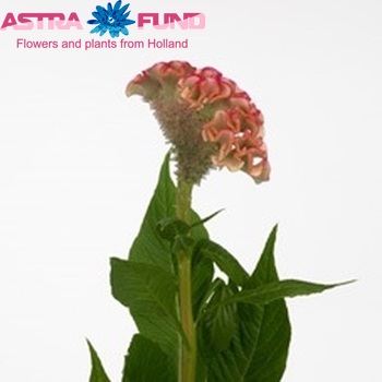 Celosia Cristata Grp 'Bar Bossa' фото
