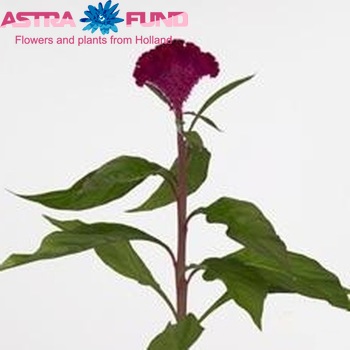 Celosia Cristata Grp 'Bombay Cherry' фото
