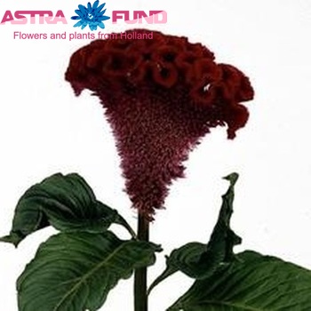Celosia Cristata Grp 'Bombay Dark Red' фото