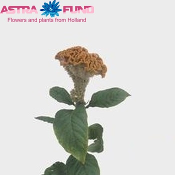 Celosia Cristata Grp Bombay Fidor фото