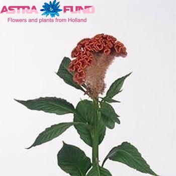 Celosia Cristata Grp 'Bombay Fiora' фото