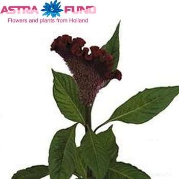 Celosia Cristata Grp 'Bombay Fire' фото