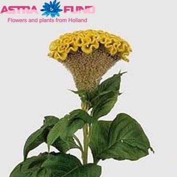 Celosia Cristata Grp 'Bombay Gold' fotografija
