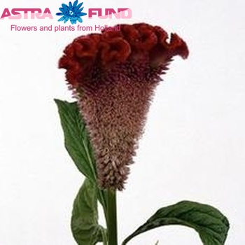 Celosia Cristata Grp 'Bombay Velvet' fotografija