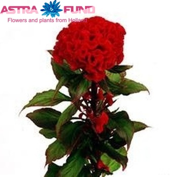 Celosia Cristata Grp 'Carmine Chief' fotografija