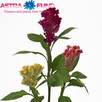 Celosia Cristata Grp Fantasy gemengd fotografija