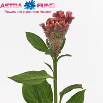 Celosia Cristata Grp 'Fantasy Pink' fotografija