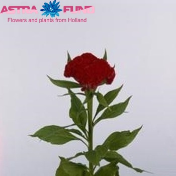 Celosia Cristata Grp 'Fire Chief' fotografija