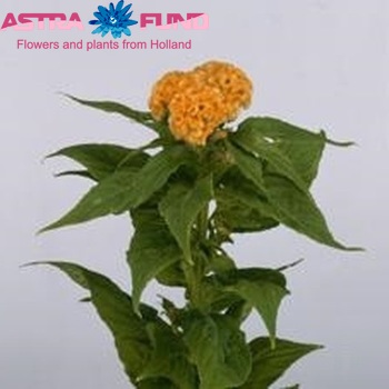 Celosia Cristata Grp 'Glow Golden' fotografija
