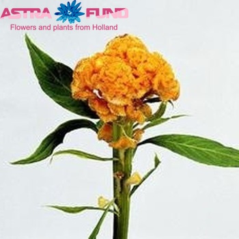 Celosia Cristata Grp 'Gold Chief' fotografija